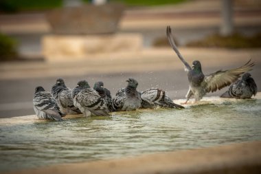 Susamış güvercinler sıcak bir günde çeşmede su içip yüzerler. İsrail Ashkelon Ekim 2020