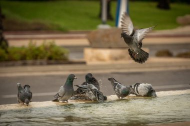 Susamış güvercinler sıcak bir günde çeşmede su içip yüzerler. İsrail Ashkelon Ekim 2020