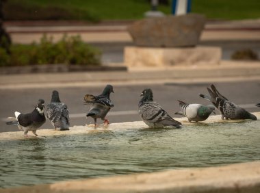 Susamış güvercinler sıcak bir günde çeşmede su içip yüzerler. İsrail Ashkelon Ekim 2020