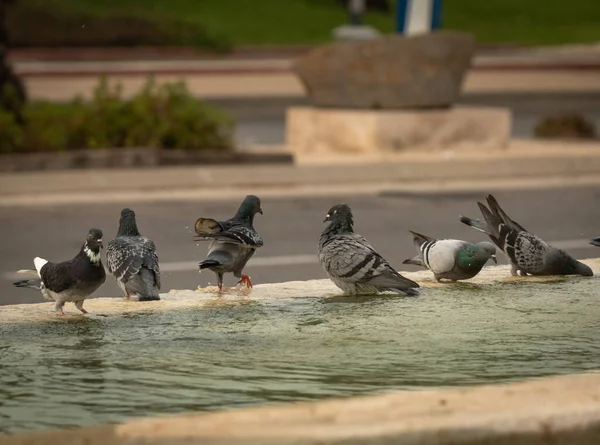 Susamış güvercinler sıcak bir günde çeşmede su içip yüzerler. İsrail Ashkelon Ekim 2020