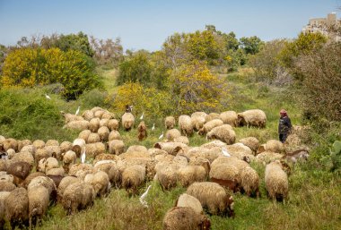 Funny sheep eat grass. Livestock. The herd grazes in the pasture. Israel, April 2021