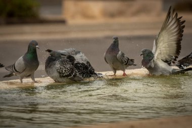 Susamış güvercinler sıcak bir günde çeşmede su içip yüzerler. İsrail Ashkelon Ekim 2020