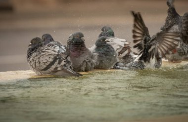 Susamış güvercinler sıcak bir günde çeşmede su içip yüzerler. İsrail Ashkelon Ekim 2020