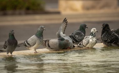 Susamış güvercinler sıcak bir günde çeşmede su içip yüzerler. İsrail Ashkelon Ekim 2020