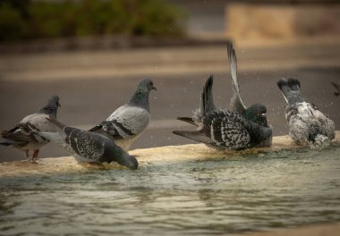 Susamış güvercinler sıcak bir günde çeşmede su içip yüzerler. İsrail Ashkelon Ekim 2020