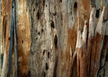 Ağaç kabuğunun yapısı (arkaplan)