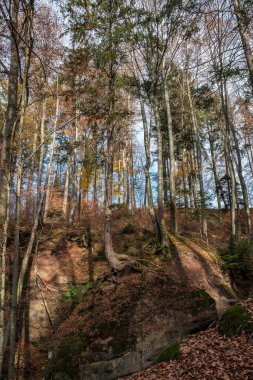 Büyük bir kayanın üzerinde büyüyen yüksek bir ağaç.