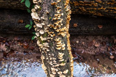 Ölü bir ağaç gövdesinde bir demet mantar.