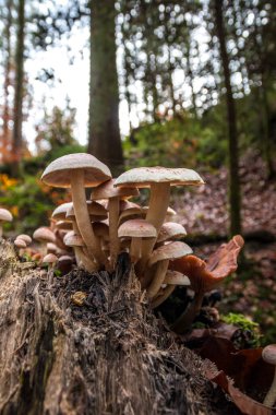 Ölü bir ağaç gövdesinde bir demet mantar.