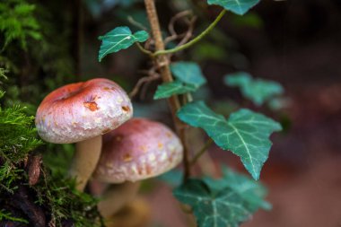 Ölü bir ağaç gövdesinde bir demet mantar.