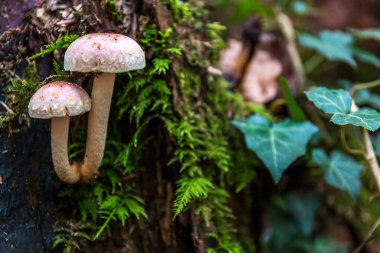 Ölü bir ağaç gövdesinde bir demet mantar.