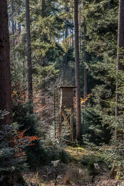 Ormanın Ortasında Avlanmak Için Yetiştirilmiş Küçük Bir Yer — Stok fotoğraf
