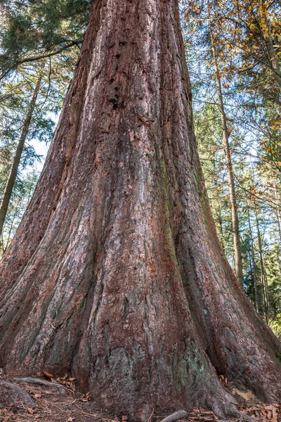 Großer Und Riesiger Mammutbaum Mitten Wald — Stockfoto