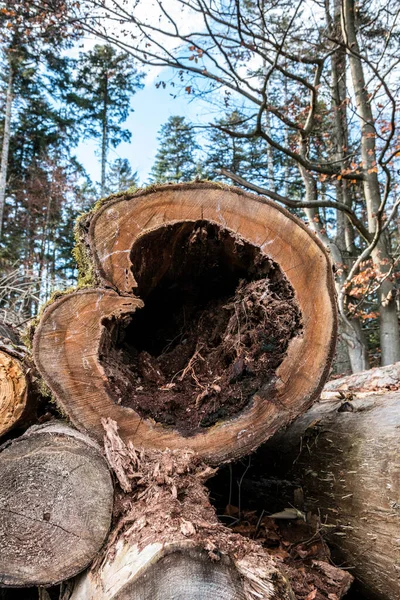 Tahta Kalp Şeklinde Kesilmiş Bir Ağaç — Stok fotoğraf