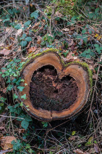 Ένα Κομμένο Δέντρο Σχήμα Ξύλινης Καρδιάς — Φωτογραφία Αρχείου