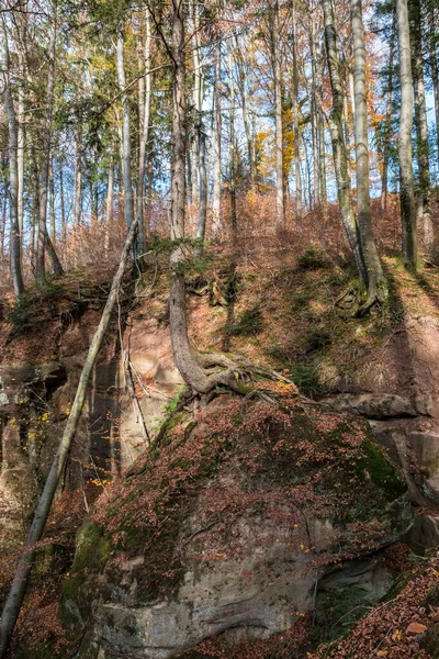 High Tree Growing Huge Rock — Stock Photo, Image