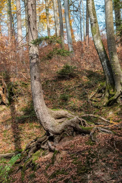 Albero Alto Che Cresce Una Roccia Enorme — Foto Stock