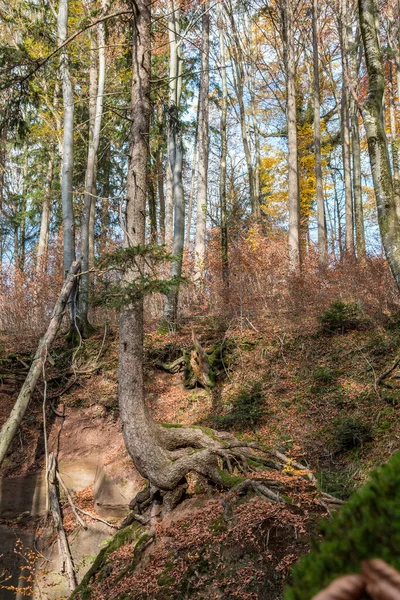 Büyük Bir Kayanın Üzerinde Büyüyen Yüksek Bir Ağaç — Stok fotoğraf