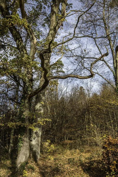 Velký Starý Dub Uprostřed Lesa — Stock fotografie