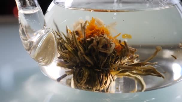 Brote de flor de té verde chino floreciendo en tetera de vidrio, de cerca. Ceremonia del té. En cámara lenta. Maravilloso proceso de elaboración de té de floración. Full hd — Vídeo de stock