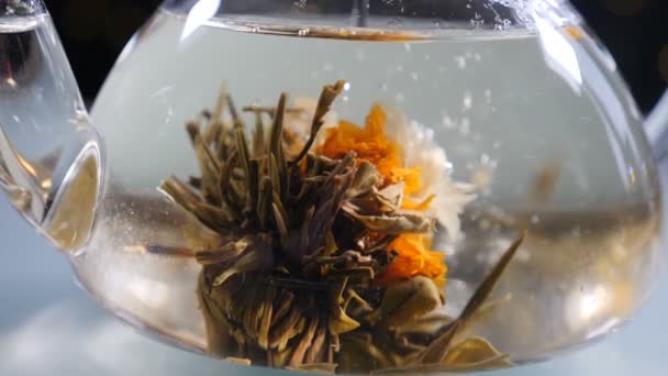 Green Chinese tea flower bud blooming in glass teapot, close-up. Tea ceremony. Slow motion. Wonderful process of flowering tea brewing. Full hd — Stock Video