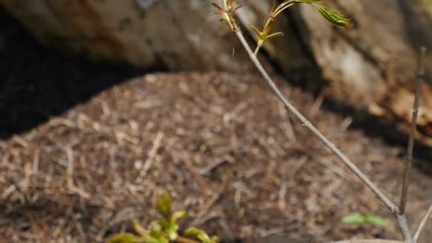 Insect wilde dieren. Bosmieren bewegen rond grote mierenhoop. Mieren bouwen thuis van dennennaalden en takken in het vroege voorjaar. Observatie van natuur en schepselen. Grote zwarte mieren verzamelen kleine — Stockvideo