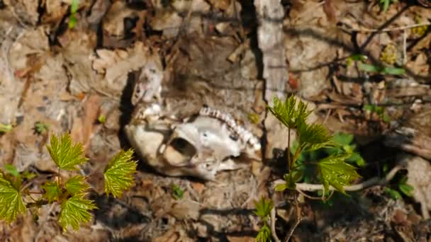 Restos de animais de veados ovinos no chão na floresta. Osso do crânio com dentes. Predador na floresta. Animais desconhecidos morreram ou foram mortos em florestas profundas. Comida insuficiente leva à morte. Animal morto, 4K — Vídeo de Stock