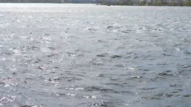 Yakınlardan geçen gemiden gelen nehir dalgaları. Peyzaj, doğa konsepti. Sıçrıyor. Mavi su dalgaları yüzeyi, fotokopi alanı olan güzel bir arka plan. Temiz içme suyu, renkli bir video. Çevresel sorunlar