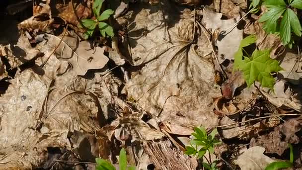 En grupp myror som kryper på torkade blad på marken. Springer vilda svarta myror. Högst upp. Insekter på marken. Anthill i skogen bland torra blad. Insekter som arbetar emmet springer runt, makro vy — Stockvideo