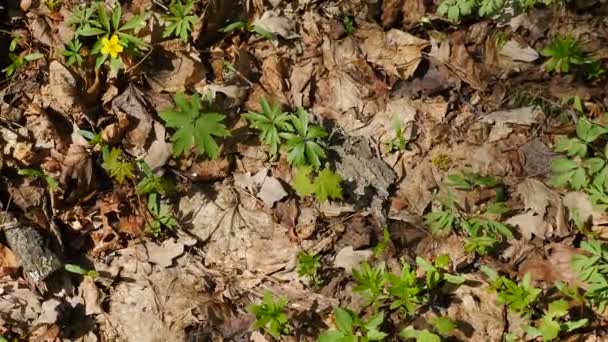 Een groep mieren kruipt op gedroogde bladeren op de grond. Op jacht naar wilde zwarte mieren. Bovenaanzicht. Insecten op de grond. Anthill in het bos tussen droge bladeren. Insecten werken emmet rondrennen, macro-view — Stockvideo