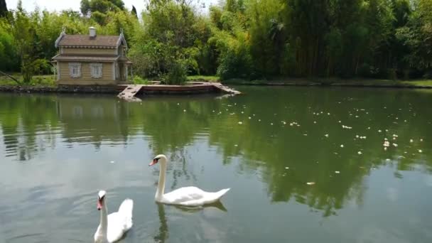 Ein Paar schöner weißer Schwäne schwimmt im Stadtpark-See. Schönheit der Natur. Russland. Sommertag. 4 k video — Stockvideo