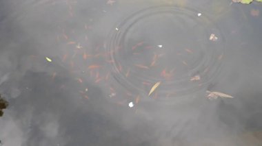 Küçük balıkları bir parça ekmekle beslemek. Gölette yemek yiyen balıklar. Suya biraz yiyecek at. Yaz güneşli bir gün. Halk parkı gölü. 4k video
