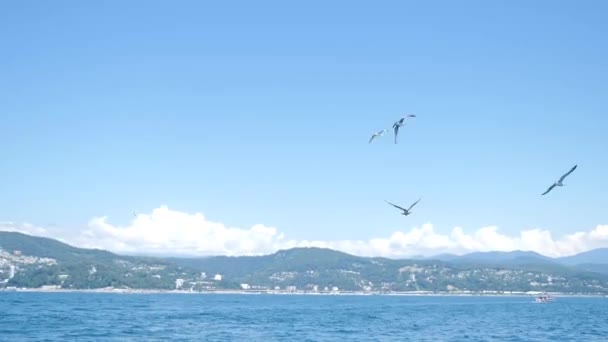 Πολλοί πεινασμένοι γλάροι πετούν στον αέρα και πιάνουν φαγητό, κομμάτια ψωμιού σε θολή πόλη της θάλασσας και ο Λευκός Ουρανός στο παρασκήνιο. Καλοκαίρι. Ταΐζοντας τα πουλιά με ψωμί από το πλοίο. 4 k βίντεο — Αρχείο Βίντεο