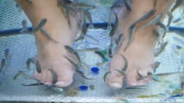 Erkek ayağının üstünde, balıkla suyun içinde. Garra Rufa 'dan balık pedikürü. Ayak bakımı, doğal kabuk soyma ve masaj. Cilt bakım spa prosedürü. 4 k video