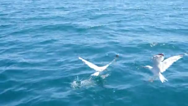 Mouettes affamées Voler dans l'air et attraper de la nourriture, morceaux de pain sur la ville maritime floue et ciel blanc en arrière-plan. L'heure d'été. Nourrir les oiseaux avec du pain du navire. Vidéo 4 k — Video