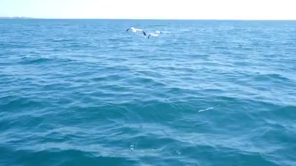 Hungrige Möwen, die in der Luft fliegen und Nahrung fangen, Brotstücke auf verschwommenem Meer und weißer Himmel im Hintergrund. Sommerzeit. Vogelfütterung mit Brot vom Schiff aus. 4 k video — Stockvideo