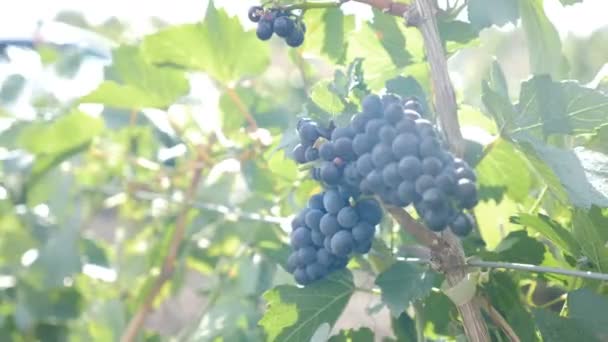 在阳光下,葡萄树上有深紫色成熟的葡萄.葡萄园绿色背景下的葡萄酒收获.有机生物食品,自然和优质葡萄酒的概念.成熟的红葡萄枝条。葡萄酒葡萄收获。4 k — 图库视频影像