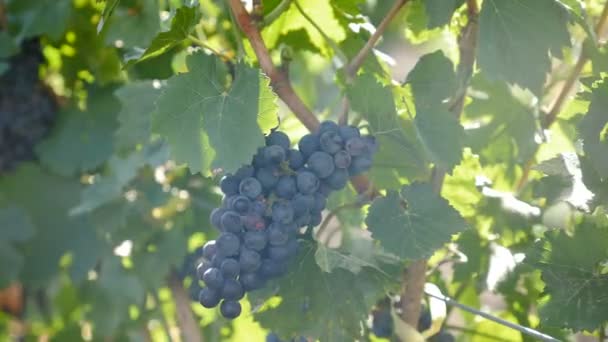 Agriculteurs à la vendange récoltant des raisins. Mains coupant les raisins avec des ciseaux pendant la récolte. Main féminine avec taille coupe grande, mûre, la vigne bleue. Le fermier coupe des grappes de raisins rouges. Récolte des raisins dans — Video