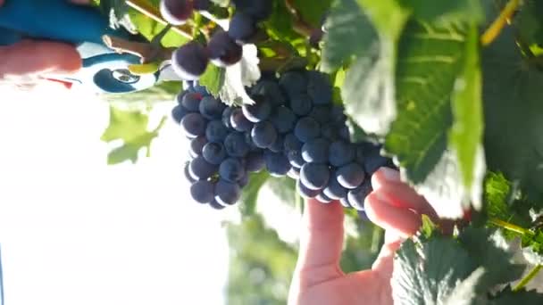 Agricultores na vindima a recolher uvas. Vídeo vertical. Mãos cortando uvas com tesoura durante a colheita. Mão feminina com poda corta grande, maduro, videira azul. Agricultor corta cacho de uvas vermelhas — Vídeo de Stock