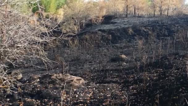 Arbusti bruciati e terra bruciata dopo gli incendi boschivi. Disastro ecologico. terra morta nel prato. Alberi nella foresta dopo che e 'stato bruciato. Fiamma. Rami neri carbonizzati e ombre. Cambiamento climatico e crisi — Video Stock