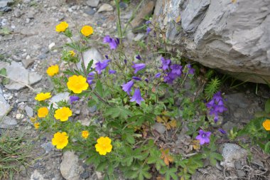 Kuzey Osetya 'nın dağlarında güzel sarı ve mavi çiçekler