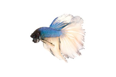 Siyam mücadele balık veya betta splendens