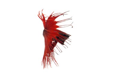 Kırmızı betta splendens