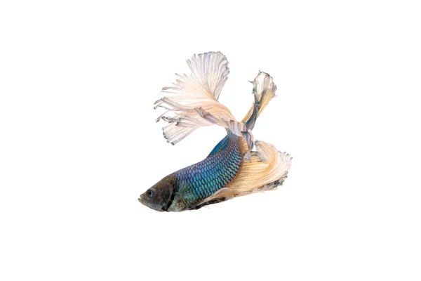 Siamesisk kampfisk eller betta splendens — Stockfoto