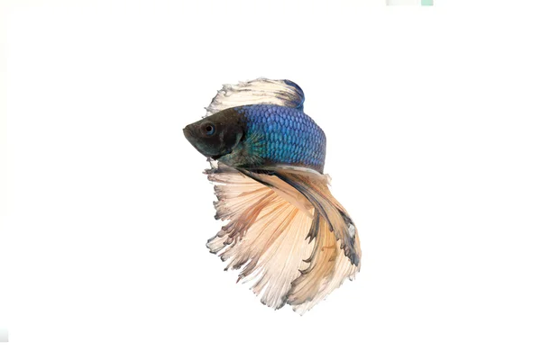 Peixe de combate siamês ou betta splendens — Fotografia de Stock