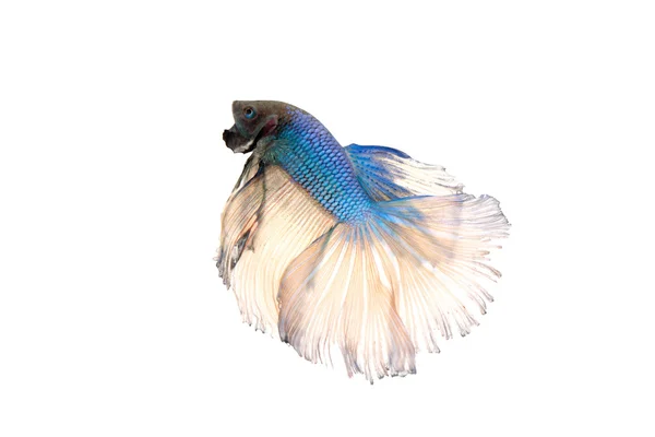 샴 싸우는 물고기 또는 betta splendens — 스톡 사진