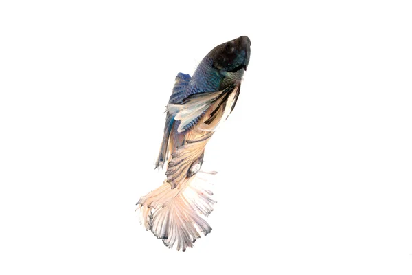 샴 싸우는 물고기 또는 betta splendens — 스톡 사진