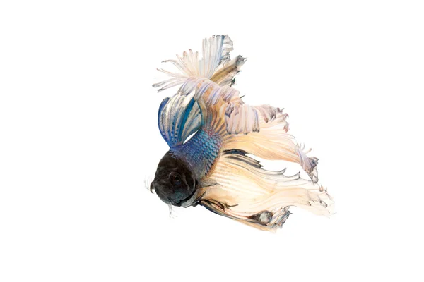 Siamese fighting fish or betta splendens — Stock Photo, Image