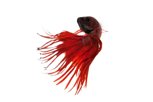 레드 betta splendens — 스톡 사진