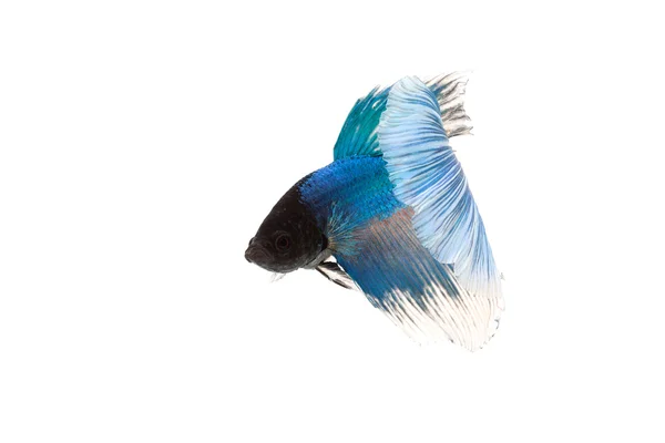 Siamese fighting fish or blue betta splendens — Stock Photo, Image